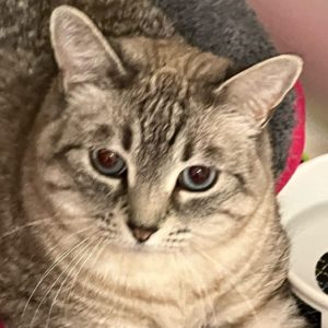 Picture of Evie