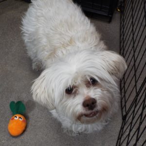 Picture of Gizmo