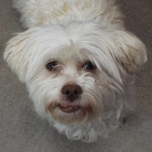 Picture of Gizmo