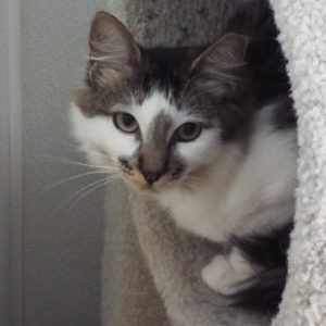 Picture of Higgins