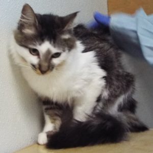 Picture of Higgins