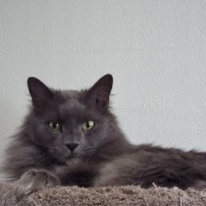 Picture of Jackson