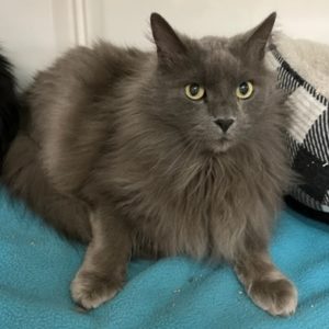 Picture of Jackson