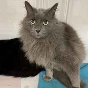 Picture of Jackson