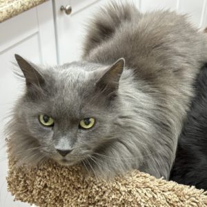 Picture of Jackson