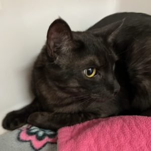 Picture of Jasper