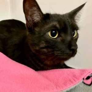 Picture of Jasper