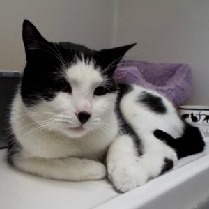 Picture of Jingles