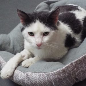 Picture of Livingston