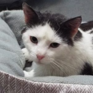 Picture of Livingston