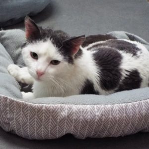 Picture of Livingston
