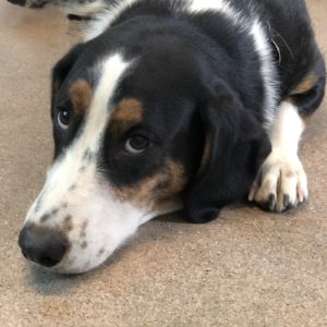 Picture of Lollie