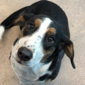 Picture of Lollie