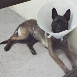 Picture of Lucas