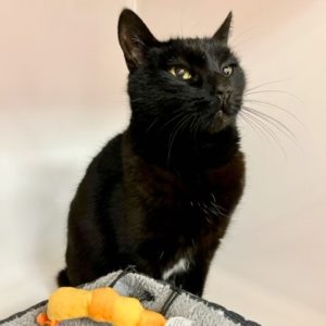 Picture of Miss Kitty
