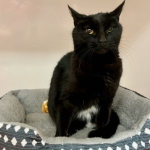Picture of Miss Kitty