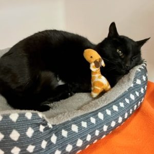 Picture of Miss Kitty
