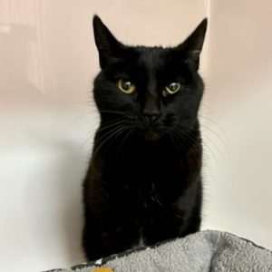 Picture of Miss Kitty