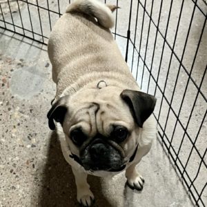 Picture of Ozzie