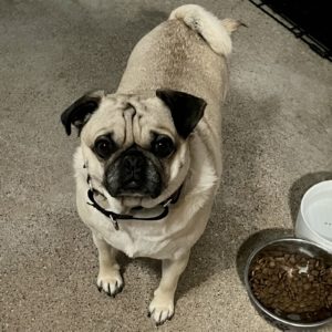 Picture of Ozzie