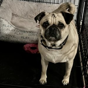 Picture of Ozzie