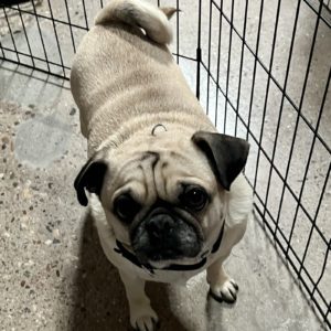 Picture of Ozzie