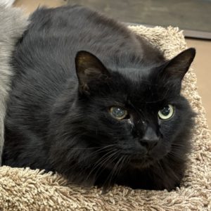 Picture of Panther