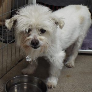 Picture of Romeo (R.B.)