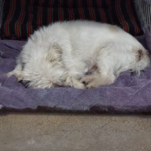 Picture of Romeo (R.B.)