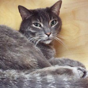 Picture of Snickerdoodle