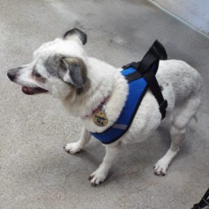 Picture of Sweet Pea