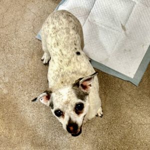 Picture of Sweet Pea