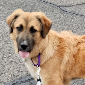 Picture of Angel