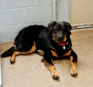 Picture of Bear