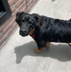 Picture of Bear
