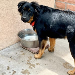 Picture of Bear