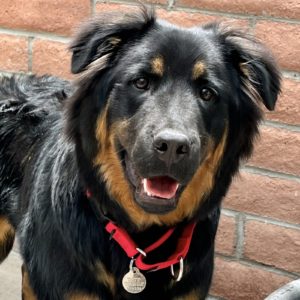 Picture of Bear