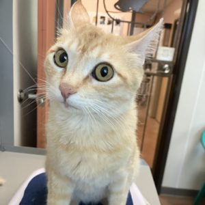 Picture of Biscuit (R.B.)