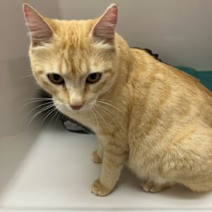 Picture of Biscuit (R.B.)