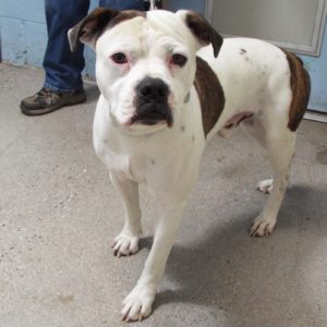 Picture of Buddy