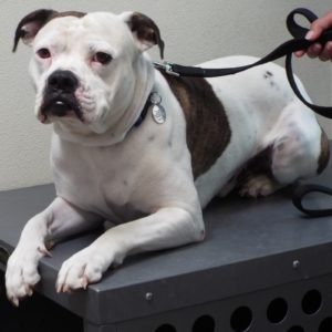 Picture of Buddy