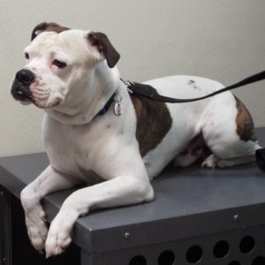 Picture of Buddy