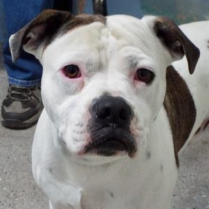 Picture of Buddy