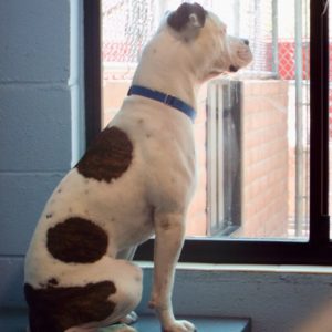 Picture of Buddy