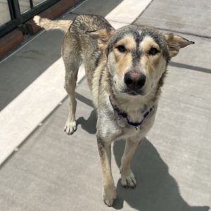 Picture of Callisto