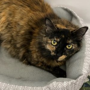 Picture of Chili