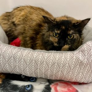 Picture of Chili