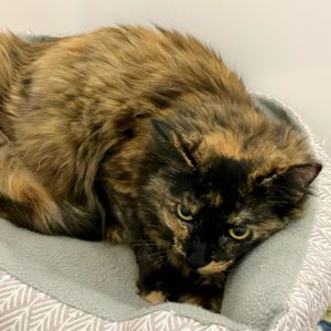 Picture of Chili