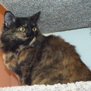 Picture of Chili