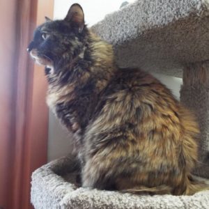 Picture of Chili